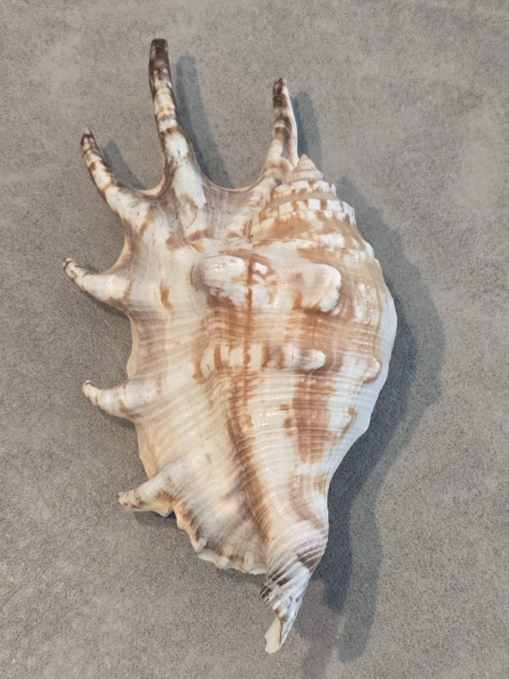 🐚 Natural Spider Conch Shell | Lambis | Spiny Finger Projections | 4 in / 10 cm